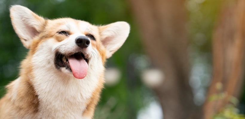 From Fido to Fame: Promote and Celebrate International Dog Day Like A Pro