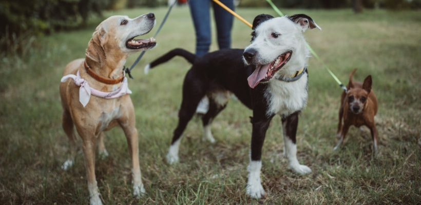 The Right Way To Market Your Professional Dog Walking Services This International Dog Day