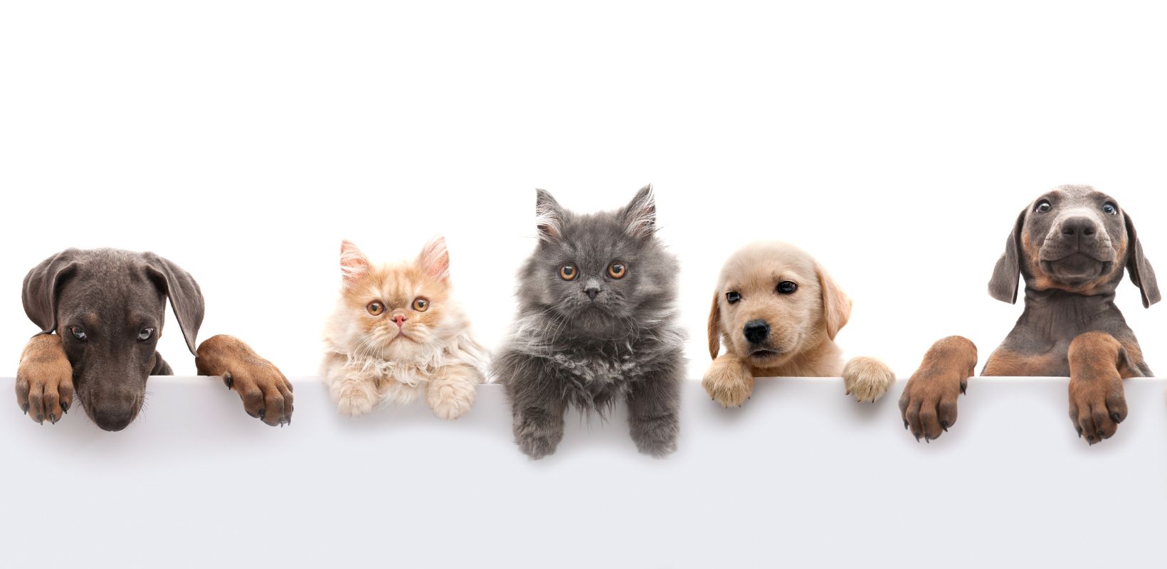 10 Ideas To Bring Your Shopify Pet Store Dream Into A Reality