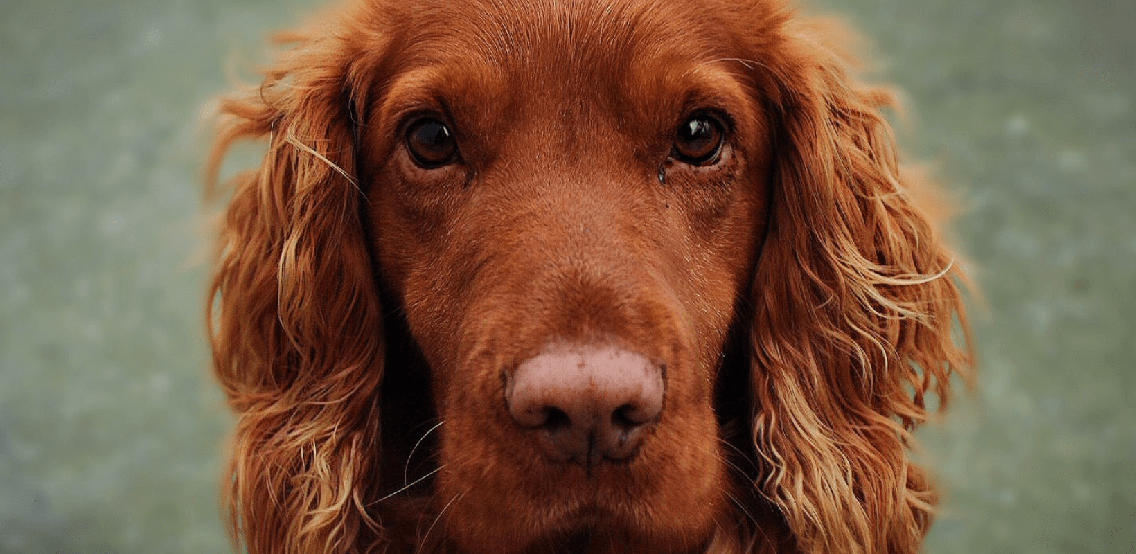 自宅で始められる簡単な犬ビジネスのアイデア