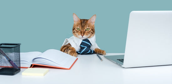 Cat Busness Notes How to Start A Cat Business: A Comprehensive Guide for Beginners
