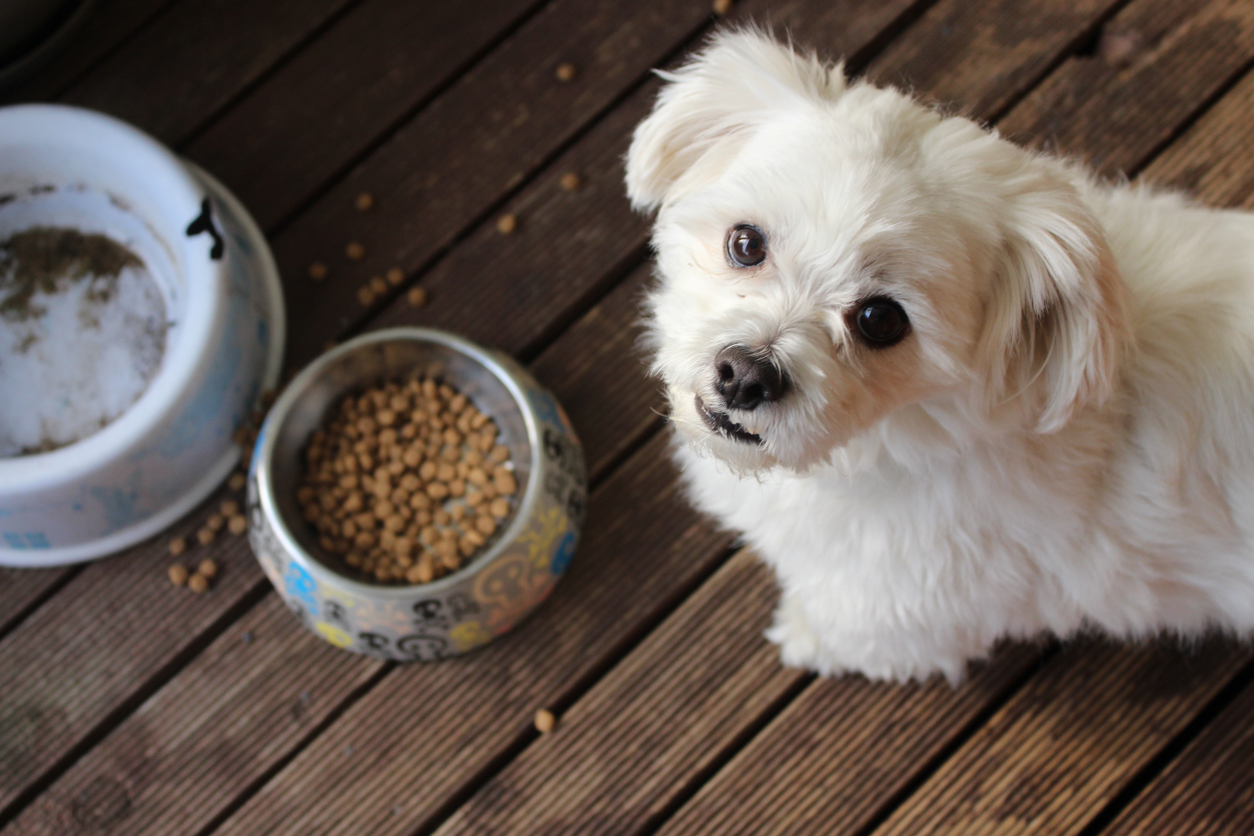 Pet Food Ads and Marketing Ideas for World Animal Day